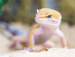 Cara Merawat Gecko Biar Cepat Panjang