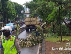 Hujan Beserta Angin Kencang di Jakarta, 27 Pohon Tumbang
